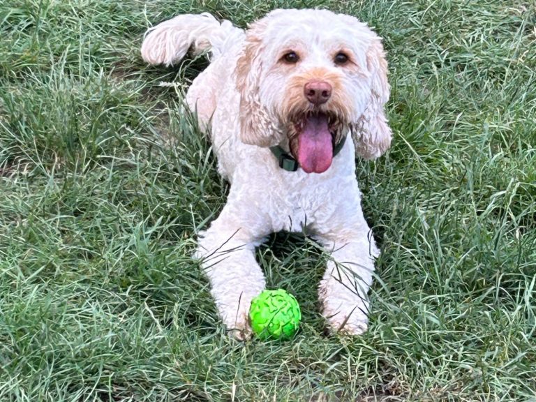 Cockapoo with ball