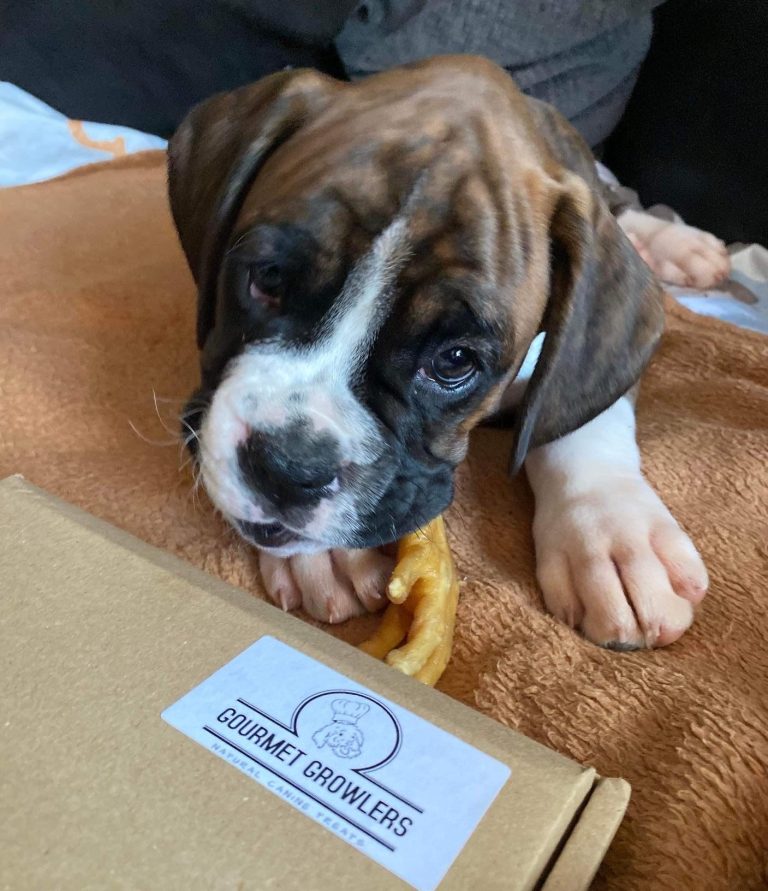 Puppy eating chicken foot