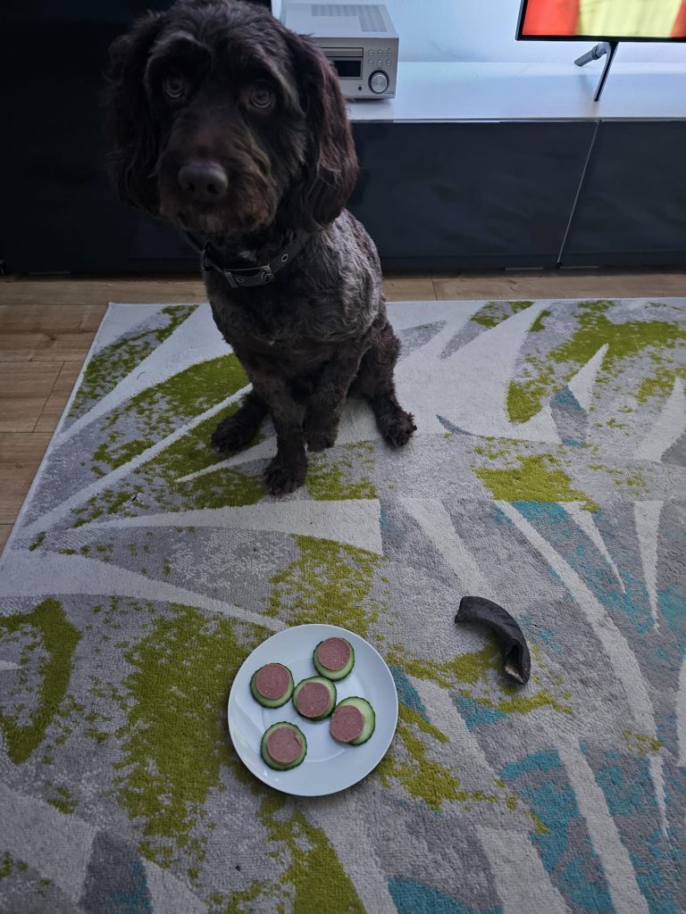 Dog in dog bed with treat